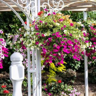 Seasonal flowers in Lawlor's private gardens