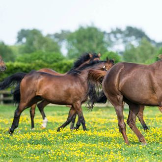 Irish National Stud