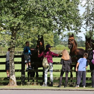 Irish National Stud Horses