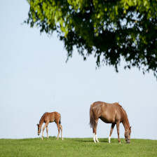 Irish national stud www.lawlors.ie_v2
